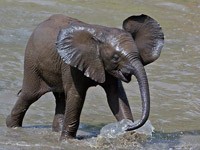 African Elephant picture