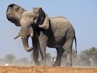 African Elephant picture