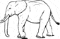 African Elephant coloring page