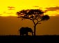 African Elephant wallpaper