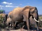 african elephant wallpaper