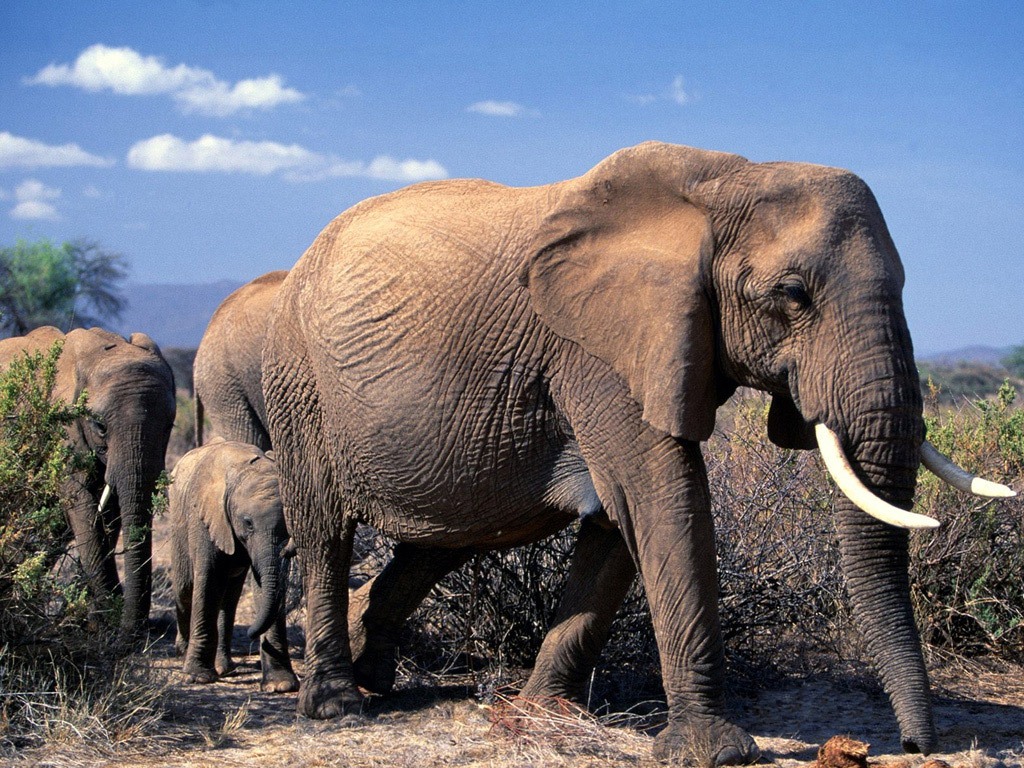 free African Elephant wallpaper 