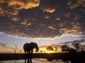 African Elephant wallpaper