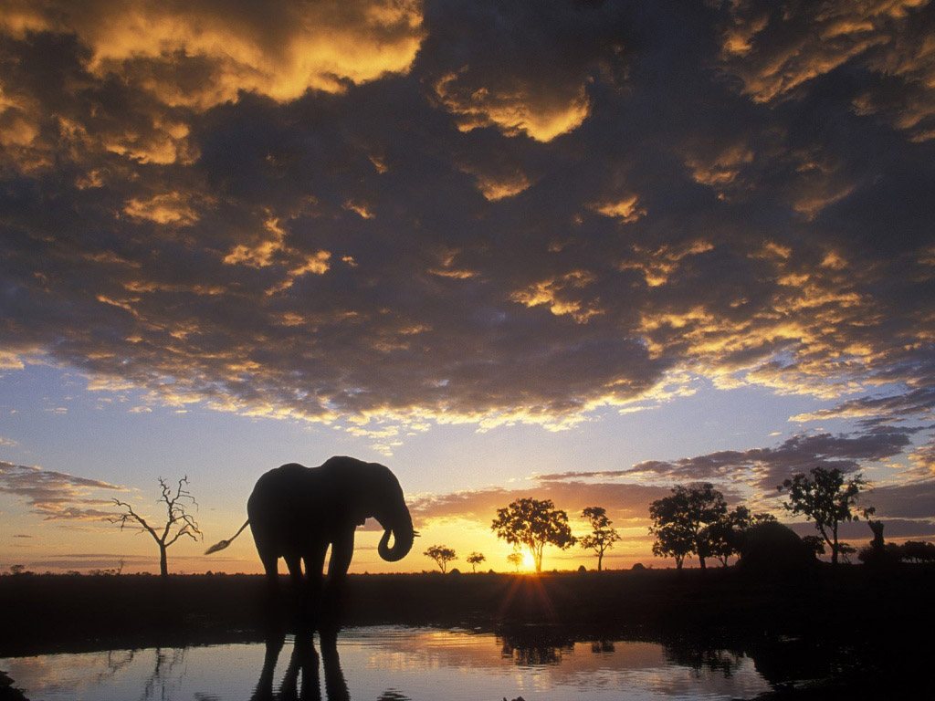  African Elephant wallpaper wallpapers 