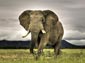 African Elephant wallpaper