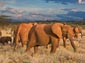 african elephant desktop wallpaper