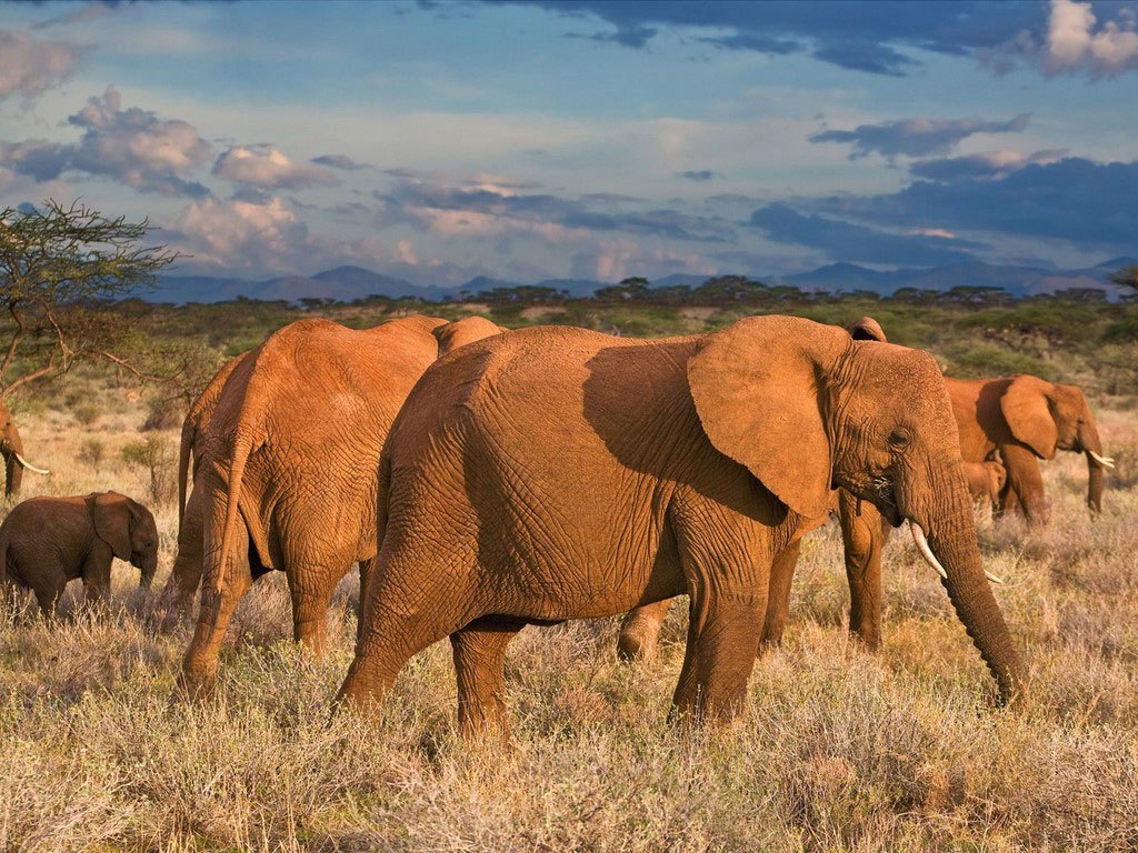 free African Elephant wallpaper wallpapers download