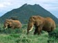 African Elephant wallpaper