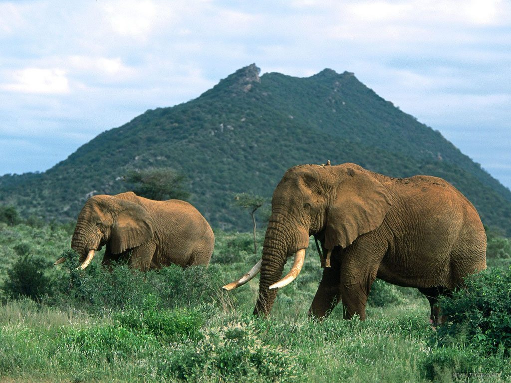 free African Elephant wallpaper wallpapers picture