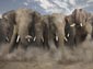 african elephant wallpapers