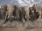 African Elephant wallpaper