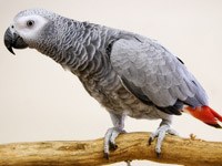 African Grey Parrot image
