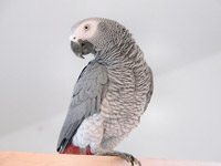 African Grey Parrot image