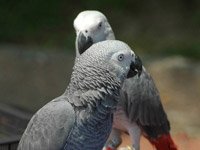 African Grey Parrot image