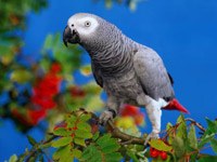 African Grey Parrot image