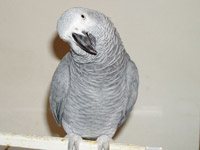 African Grey Parrot image