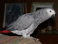 African Grey Parrot image