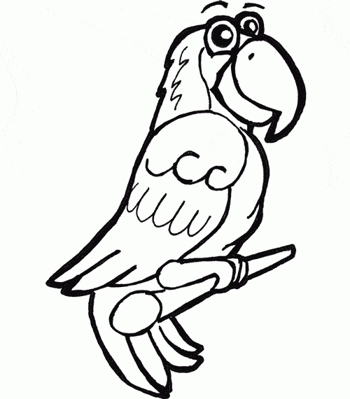 African Grey Parrot Coloring Page Animals Town Animals Color African Grey Parrot Coloring Page Animals Town Animals Color