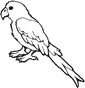 African Grey Parrot coloring