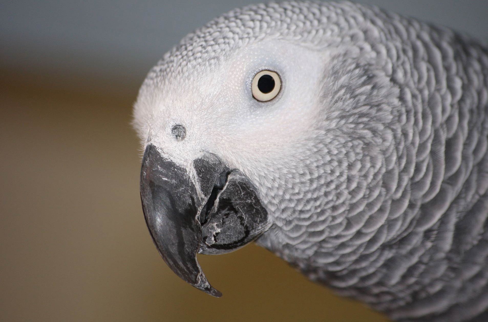 african grey parrot wallpaper