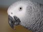 African Grey Parrot wallpaper