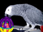 African Grey Parrot wallpaper