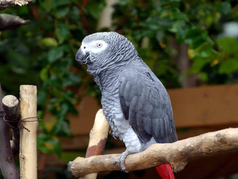 free African Grey Parrot wallpaper wallpapers download