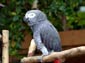 African Grey Parrot wallpaper