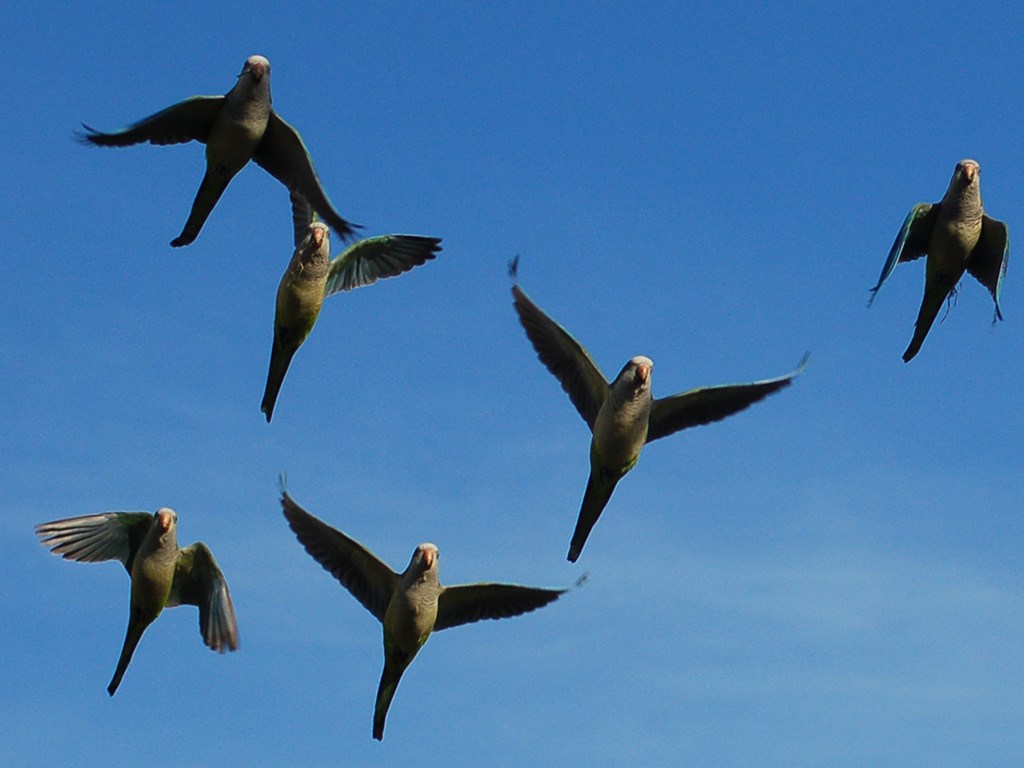 free African Grey Parrot wallpaper wallpapers and background