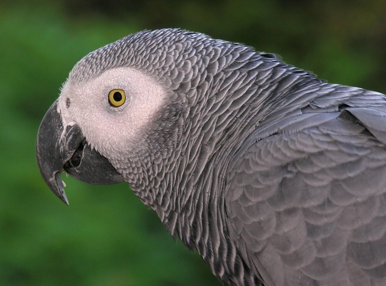 free African Grey Parrot wallpaper wallpapers download