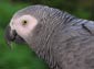 African Grey Parrot wallpaper