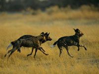 African Wild Dog image