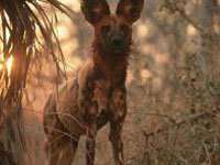 African Wild Dog picture