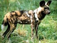 African Wild Dog picture