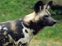 African Wild Dog picture