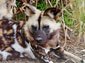 African Wild Dog wallpaper