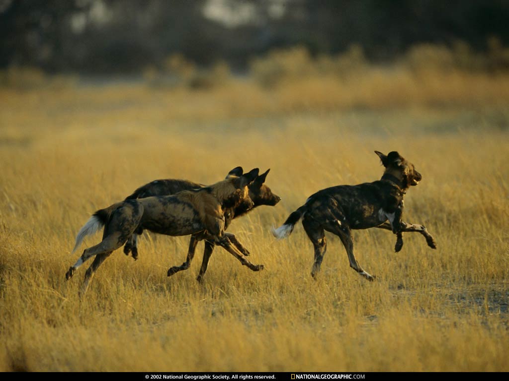 free African Wild Dog wallpaper wallpapers download