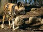African Wild Dog picture wallpaper