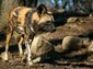 African Wild Dog