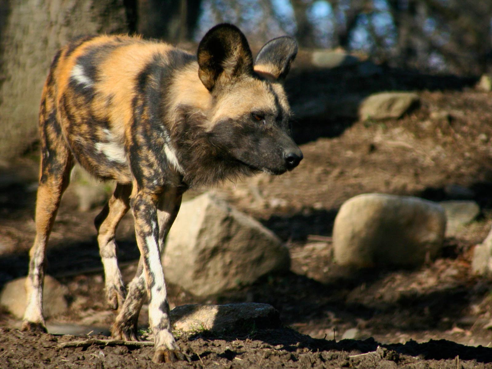 free African Wild Dog wallpaper wallpapers download