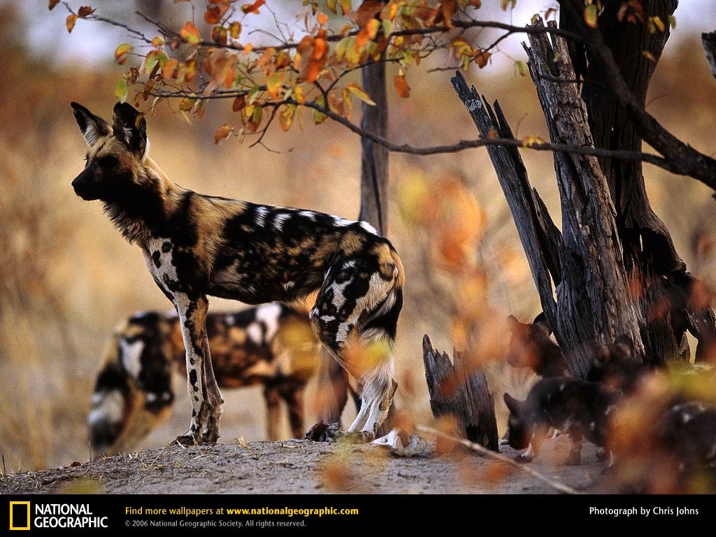 free African Wild Dog wallpaper wallpapers download