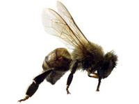 Africanized bee image