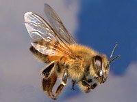 Africanized bee image