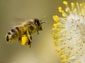 africanized bee wallpaper