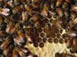 Africanized bee picture wallpaper