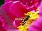 Africanized bee desktop wallpaper