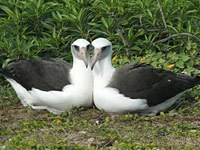 Albatross image