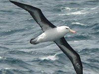 Albatross picture