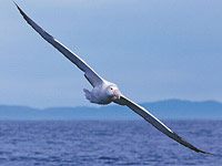 Albatross image