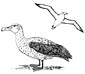 Albatross coloring page